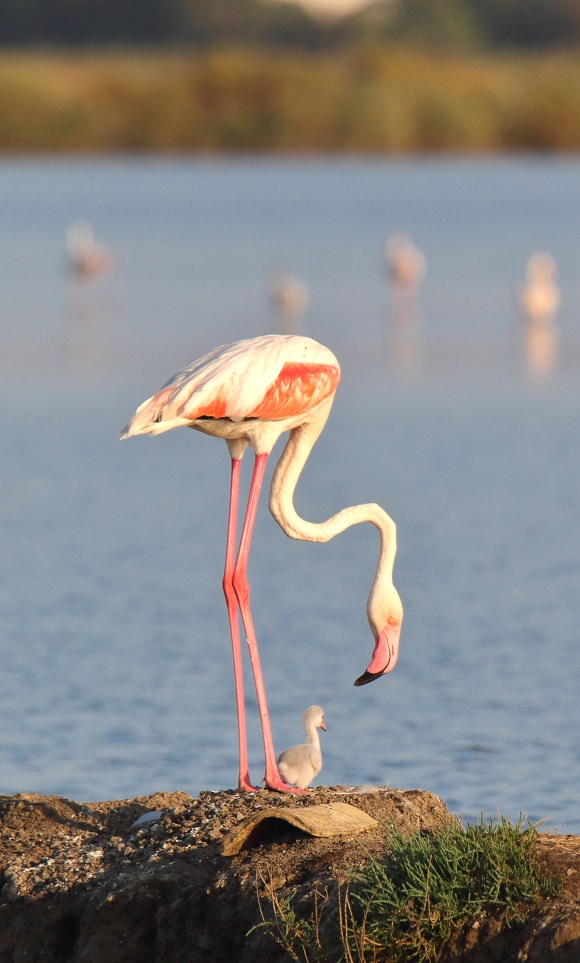 Our protected reserve on the south-east coast of Sicily, which i